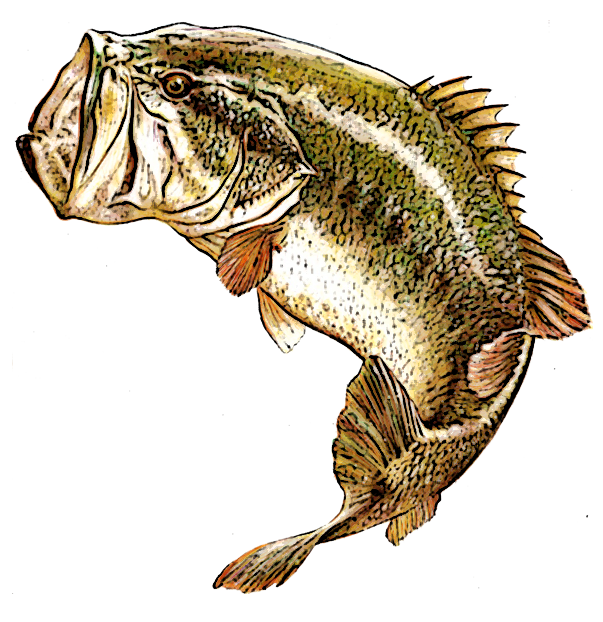 Black Bass